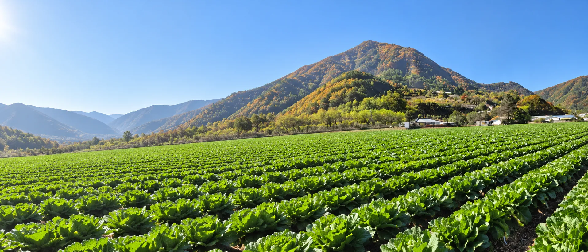 영월 산솔면 산자락 아래 줄지어 자라는 김장 배추밭