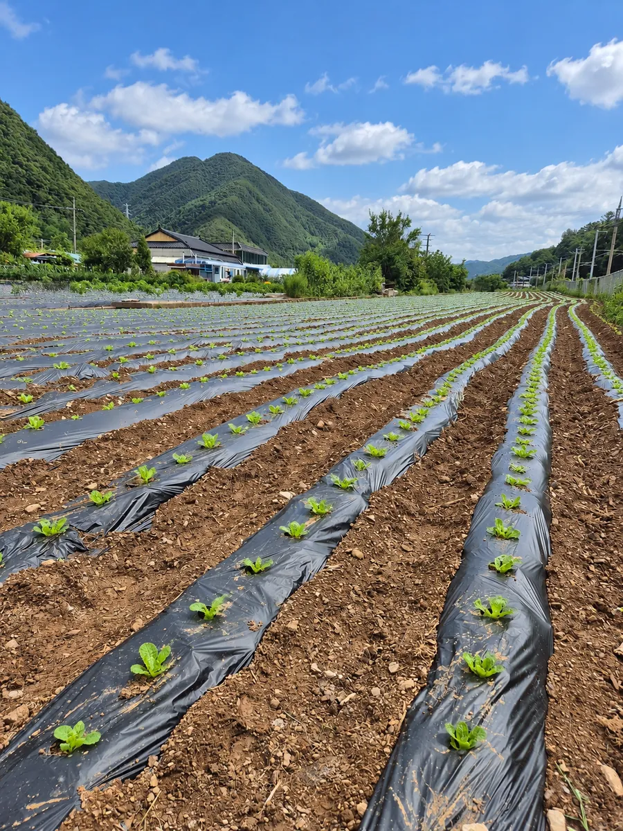 배추 모종을 심은 산솔면 밭